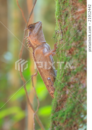 Masked spiny lizard on tree Masked spiny lizard on tree 21912442