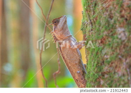 Masked spiny lizard on tree Masked spiny lizard on tree 21912443