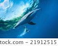 Dolphin 21912515
