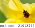 Ladybug 21912544