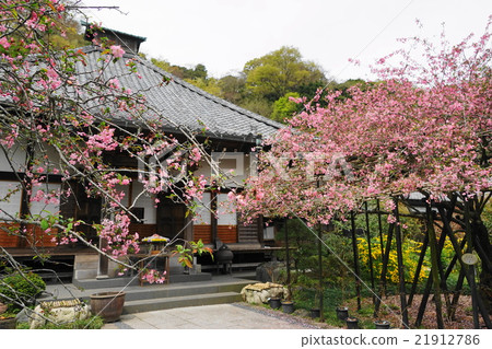 April Flower Hanakaidou 05 Kamakura-Gwonori Temple 21912786