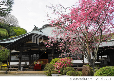 四月花花中11鎌倉/倉敷 21912795