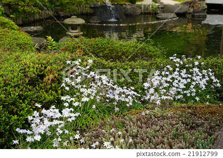 四月花Hananira 47鎌倉·Hase寺 四月花Hananira 47鎌倉·Hase寺 21912799