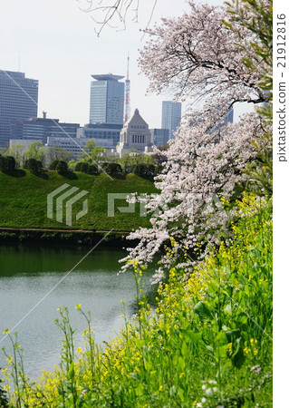 April Urban landscape 1179 Ohanami / Chidoriguchi April Urban landscape 1179 Ohanami / Chidoriguchi 21912816