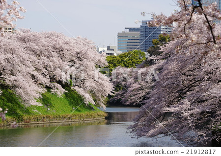 April Cityscape 1180 Cherry-blossom viewing / Chidoriguchi April Cityscape 1180 Cherry-blossom viewing / Chidoriguchi 21912817