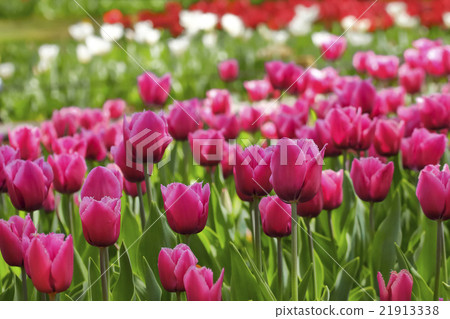 美麗的鬱金香花 21913338