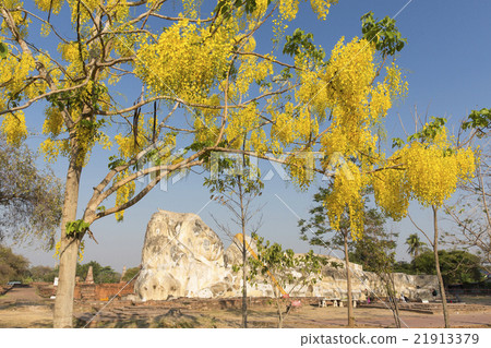 Thai yellow flowers Golden shower and Ayutthaya statue of Buddha 21913379