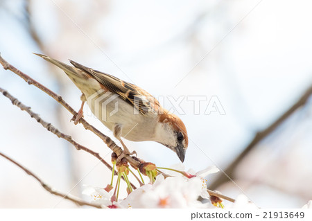 新的男性 21913649