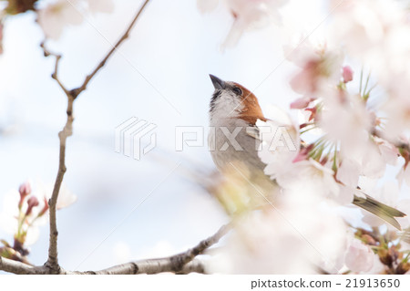 新的男性 21913650