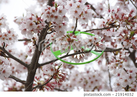 Toy boomerang caught on cherry tree 21914032