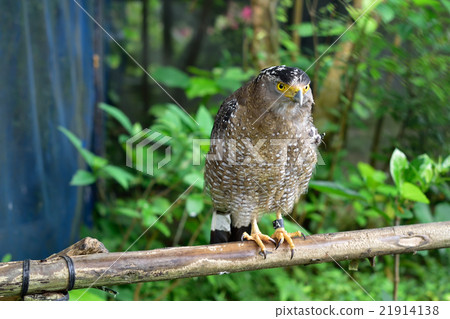 Common reef whose wings are damaged and protected Common reef whose wings are damaged and protected 21914138
