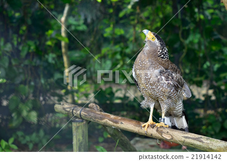 Common reef whose wings are damaged and protected Common reef whose wings are damaged and protected 21914142