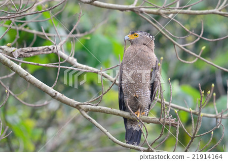 Kammuriwashi Kammuriwashi 21914164