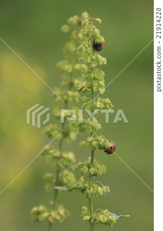 Ladybeet searching for aphids Ladybeet searching for aphids 21914228