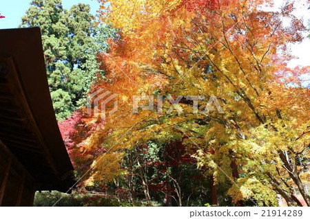Autumn leaves 21914289