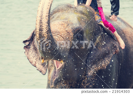 Elephant bathing Elephant bathing 21914303