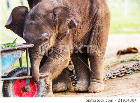 Elephant in Nepal 21914304