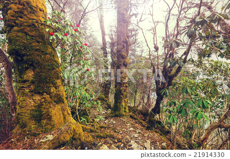 Nepal jungle 21914330