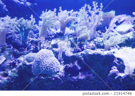 Underwater landscape 21914746