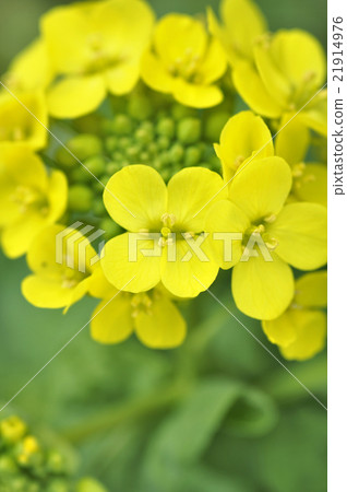 White rape blossoms 21914976