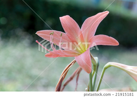 Hippeastrum flower head 21915181