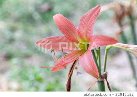 Hippeastrum flower head Hippeastrum flower head 21915182