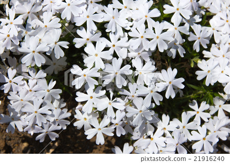 Shiba櫻花(白色shibazakura) Shiba櫻花(白色shibazakura) 21916240