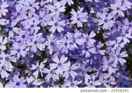 Shiba櫻花樹(紫色shibazakura) Shiba櫻花樹(紫色shibazakura) 21916241