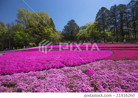 Shiba櫻花一邊開花（埼玉Riruyama公園） 21916260