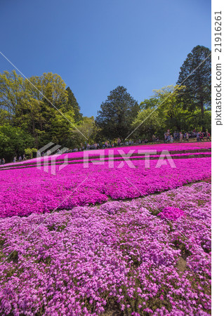 Shiba櫻花一邊開花（埼玉Riruyama公園） 21916261