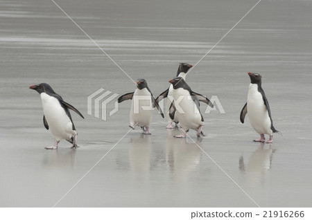 Rockhopper penguins Falkland Island Rockhopper penguins Falkland Island 21916266