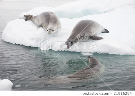 Crabeater seals on the ice. 21916294