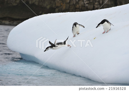 Chinstrap Penguin in Anatcrtica Chinstrap Penguin in Anatcrtica 21916328