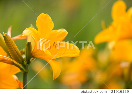 甘草(Tobi Shima甘草) 甘草(Tobi Shima甘草) 21916329