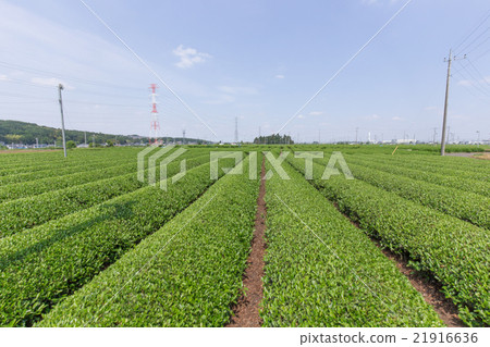 Tea garden (Saitama prefecture Sayama Hills) 21916636