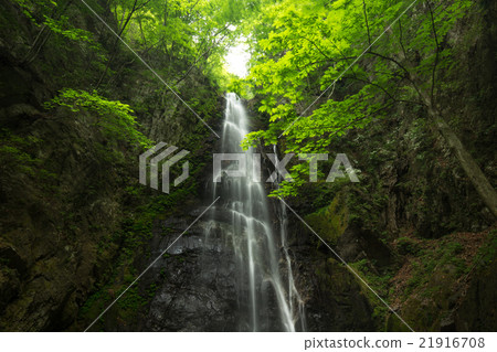 Waterfall and fresh green (Hakuzaki waterfall of Tokyo Okutama) Waterfall and fresh green (Hakuzaki waterfall of Tokyo Okutama) 21916708