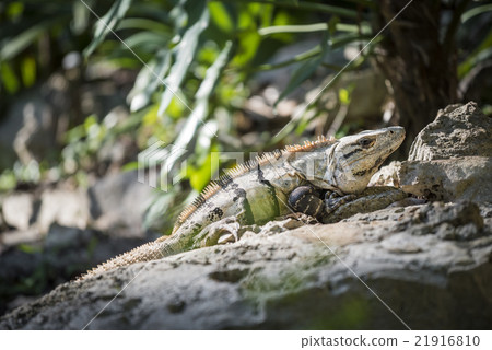 Outdoor nature close up of lizard in the wild 21916810