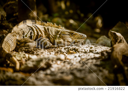 Wild lizards pair of reptile animals in the jungle 21916822