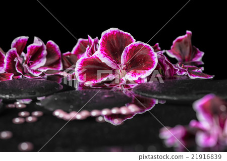 beautiful spa background of blooming geranium beautiful spa background of blooming geranium 21916839