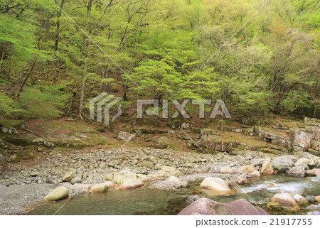 天野河谷的新鮮綠色 21917755