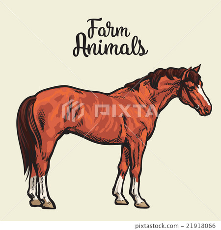 Isolated one brown horse 21918066