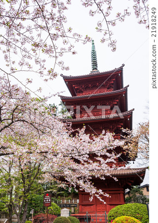 Lotus Temple five-storied pagoda and cherry tree spring Chiba Ichikawa city Nakayama April 2016 Lotus Temple five-storied pagoda and cherry tree spring Chiba Ichikawa city Nakayama April 2016 21918249