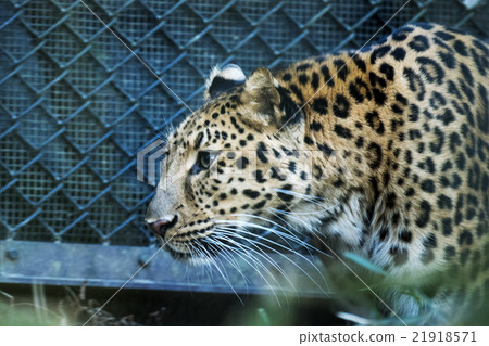 Amur leopard Amur leopard 21918571
