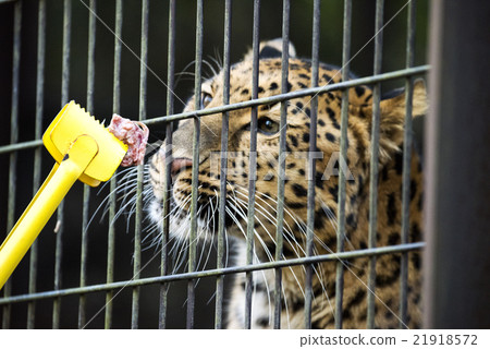 Amur leopard Amur leopard 21918572