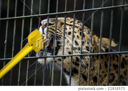 Amur leopard Amur leopard 21918573