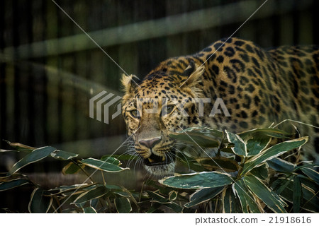 Amur leopard 21918616