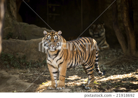 Sumatran tiger 21918692