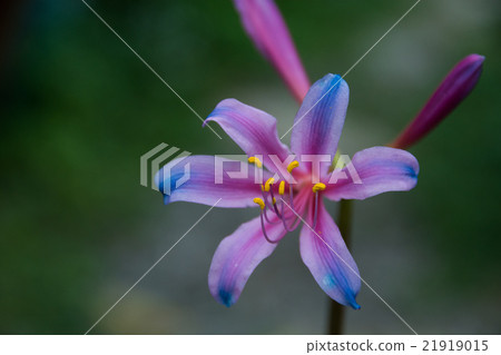 Rainbow colored liquorice 21919015