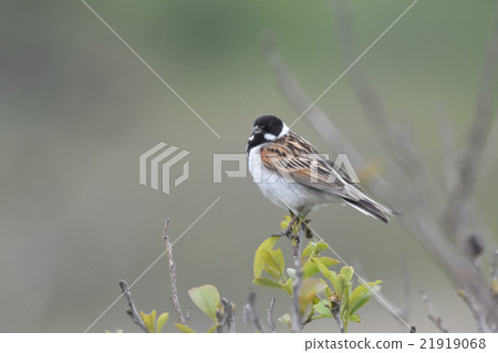 Ohjulin Ohjulin 21919068