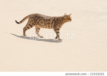 Savannah cat in desert 21919281